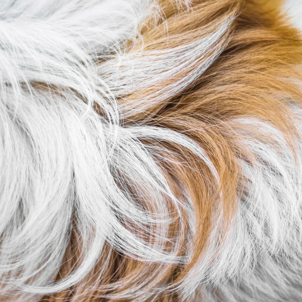 Excessive Dog Shedding and Dry Skin