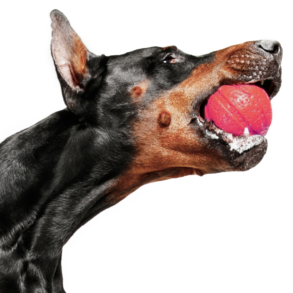 Hip and Joint Problems in Dogs