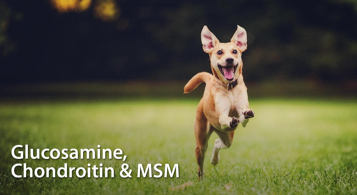 Glucosamine For Dogs