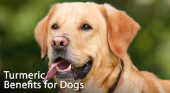 Turmeric Benefits for Dogs