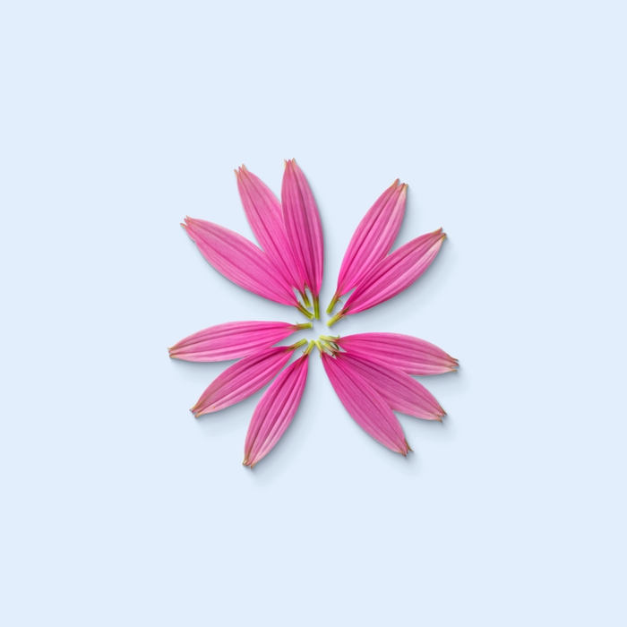 Echinacea