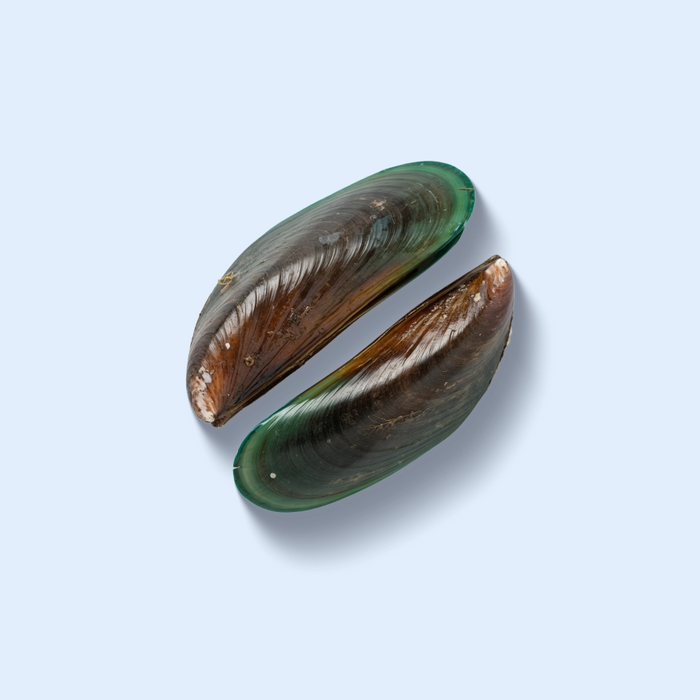 Green Lipped Mussel