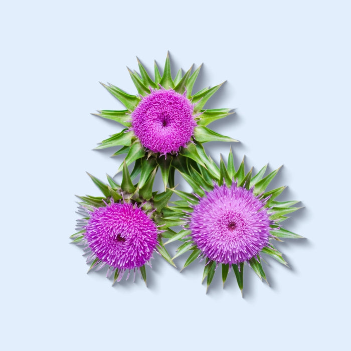 Milk Thistle