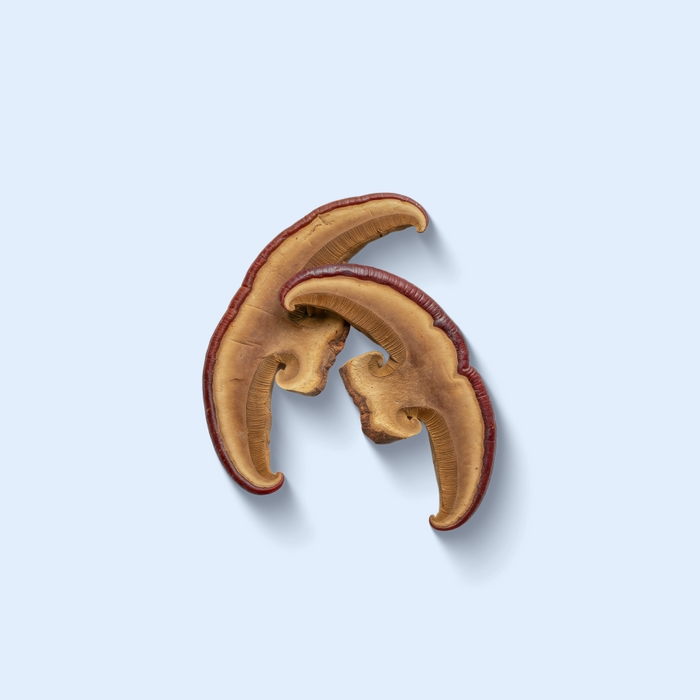 Reishi Mushroom